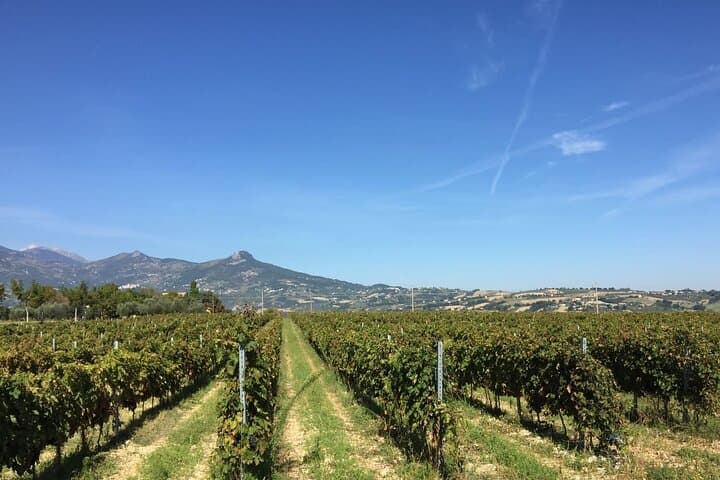 Visit and tasting 30 minutes from Pescara Entry — photo 1 of 10