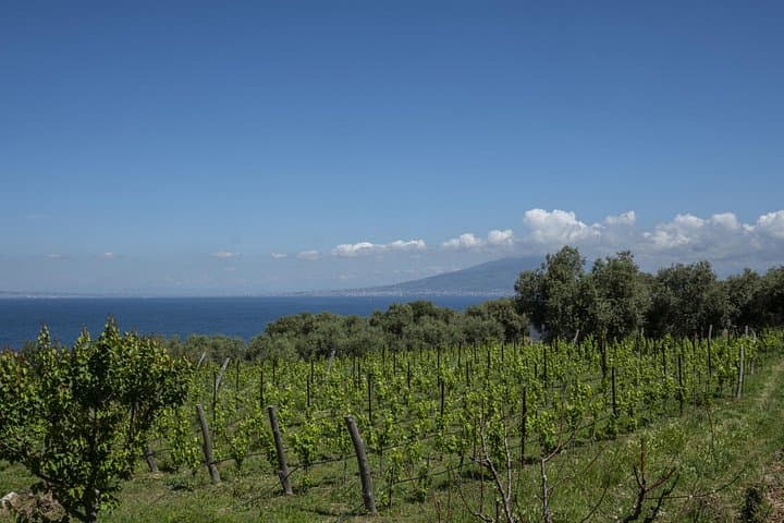 Tasting in the vineyard — photo 1 of 6