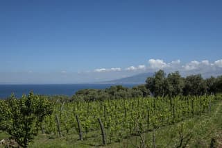 Tasting in the vineyard