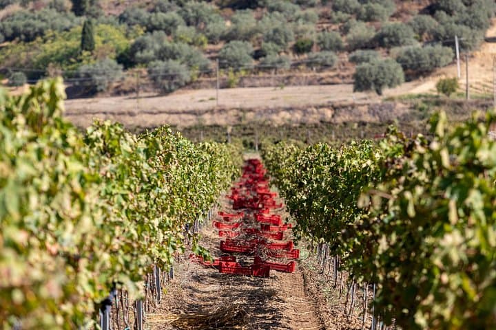 Wine Tasting & Light Lunch on Summer in Caltagirone — photo 1 of 7