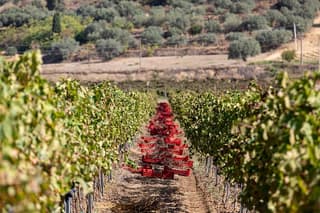 Wine Tasting & Light Lunch on Summer in Caltagirone