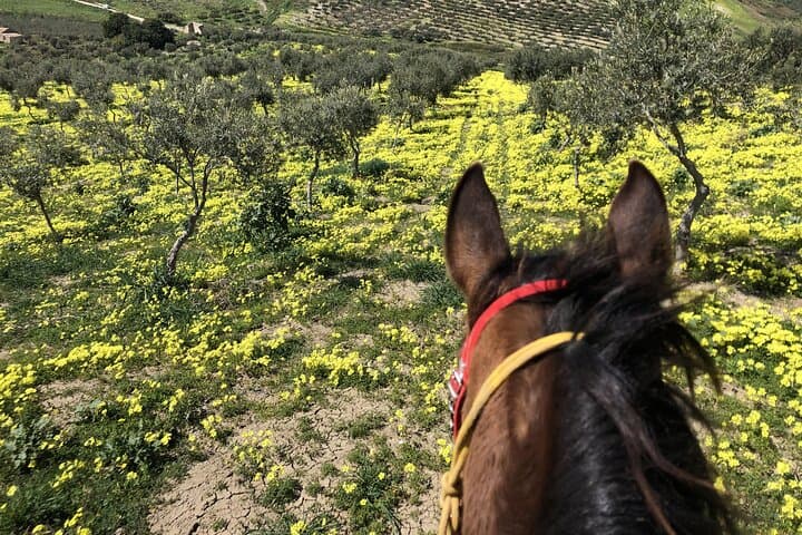 Horseback riding through the olive groves of Sciacca — photo 1 of 8