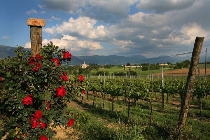 Guided Winery Tour and Private Tasting in Montefalco — photo 1 of 3