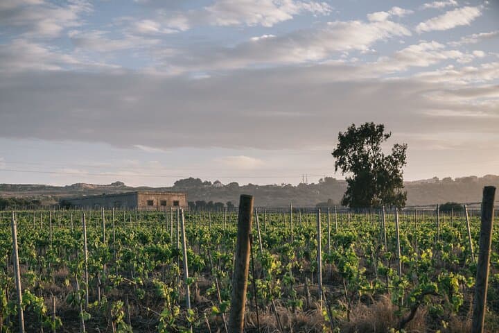 Syracuse: Exclusive Sicilian Wine Tasting Experience — photo 1 of 10