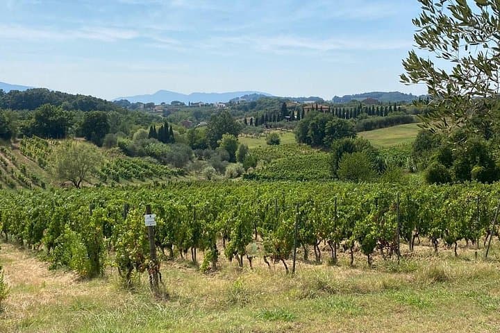 Private Visit to Two Wineries and Montecarlo Village in Lucca — photo 1 of 8