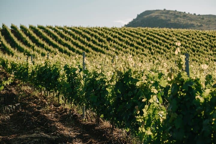 Sicilian Winery Tour with Wine Tasting from Palermo — photo 1 of 13