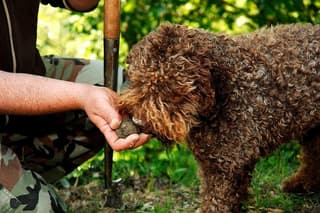 Truffle Experience at Frantoio Buonamici in Fiesole