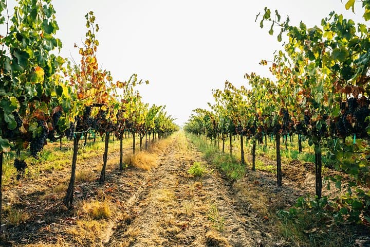 Private Trip to the Vineyards of Ginosa with tasting from Matera — photo 1 of 5