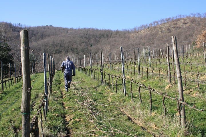 Heroic Wine tasting, Limited edition Tuscan Wine. — photo 1 of 9