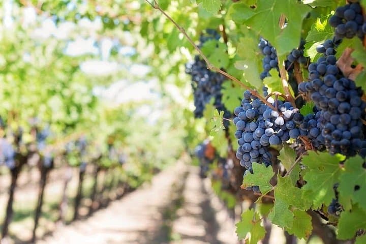 Explore the Richness of Marche Wine Flavors — photo 1 of 20