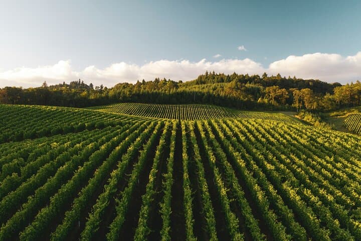 Private Chianti Classico Wine Tour 8 hours from Florence — photo 1 of 6