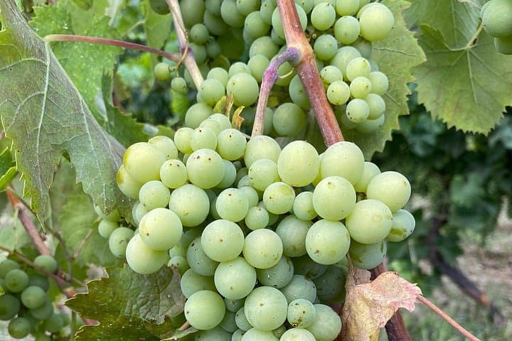 Etna and Wines Private Tour — photo 1 of 13