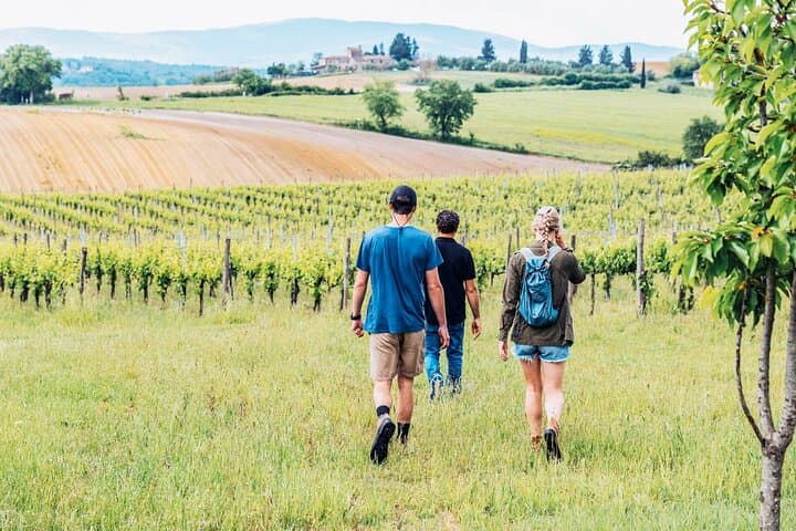 Mensanello Valley Wine and Olive Tasting Hike — photo 1 of 6