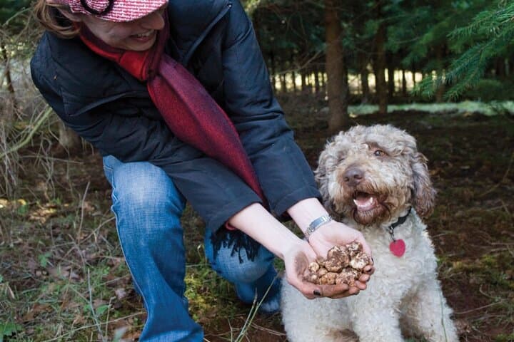 Day Trip from Milan: Private VIP Truffle Hunting in Langhe Region — photo 1 of 10