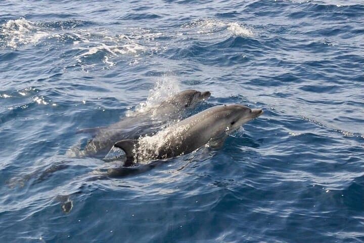 Dolphin spotting in the Gulf of Olbia — photo 1 of 8