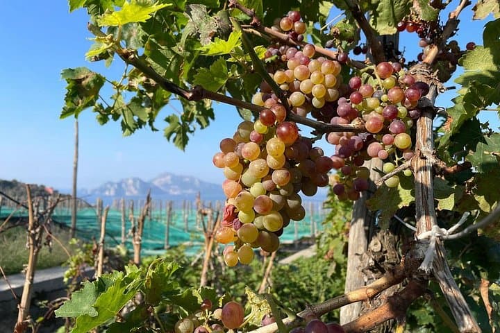 E-Bike tour in Sorrento Peninsula and wine tasting — photo 1 of 8