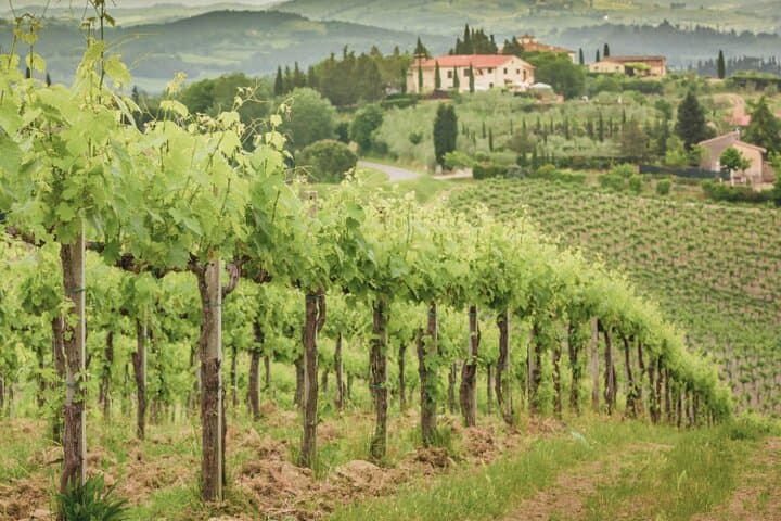 Frascati Day Tour: Road from Rome with Wine Tasting & Lunch — photo 1 of 12