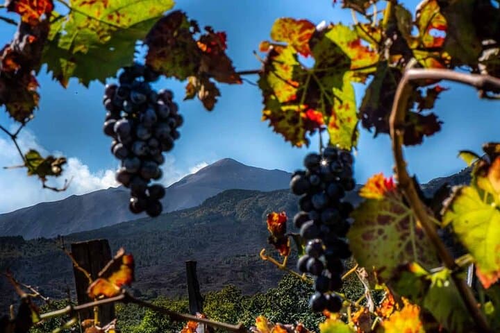 Etna and Wine an experience between nature and aromas with taste. — photo 1 of 42