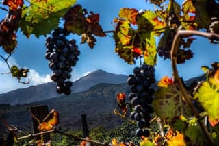 Etna and Wine an experience between nature and aromas with taste.