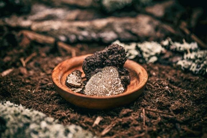 6-Hour Truffle Hunting Tour in Emilia-Romagna — photo 1 of 3