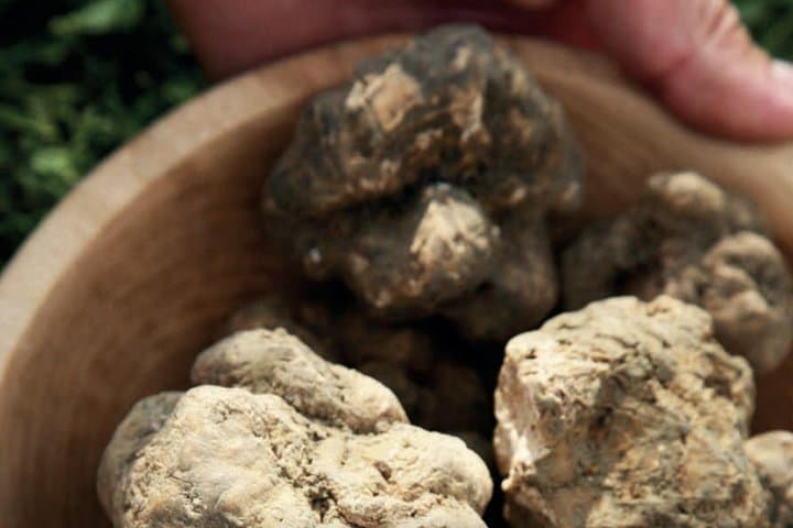 Truffle Hunting Food And Bitter Tasting At Casa Nepeta — photo 1 of 7