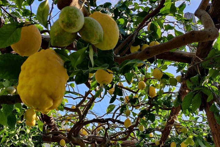 Lemon Tour of the Family Farm in Minori with Tasting — photo 1 of 6
