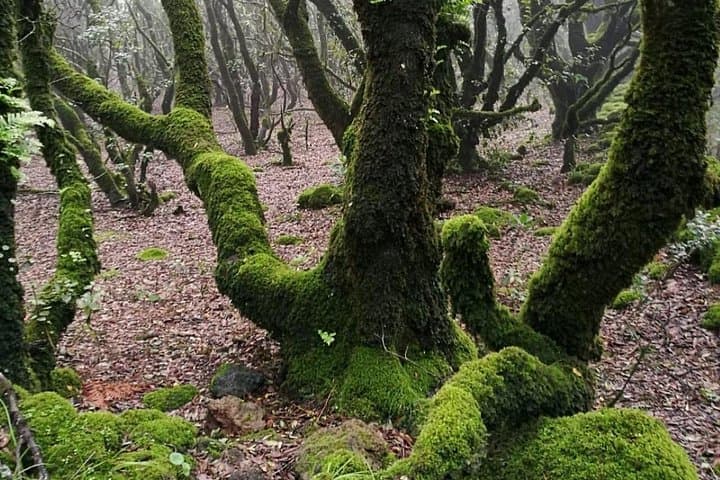 The Forest of the Elves and the Cave of the Brigands — photo 1 of 5