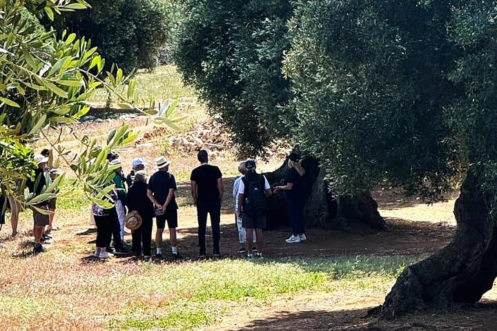 Olive Oil Tour and Tasting Experience in Ostuni — photo 1 of 7