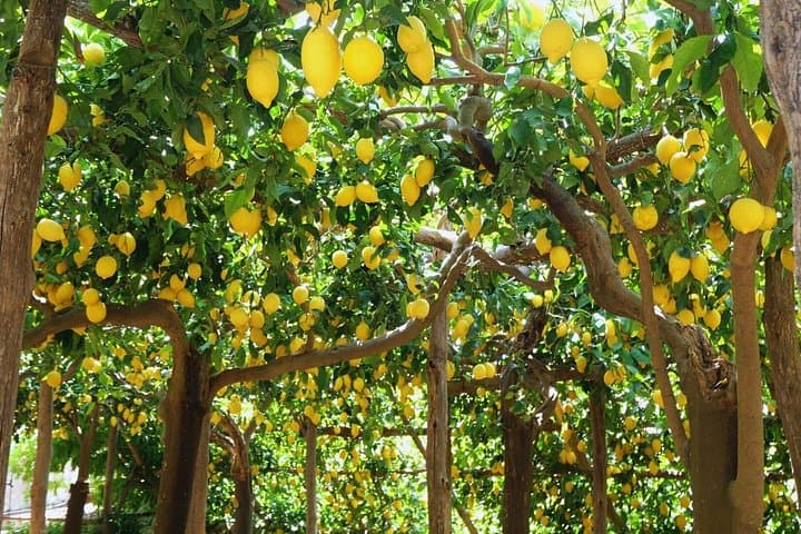 Amalfi Coast: Hike Along the Path of the Lemons — photo 1 of 16