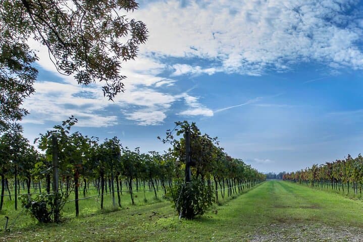 Emilia Romagna Sustainable Winery Tour and Tasting in Montecchio — photo 1 of 7