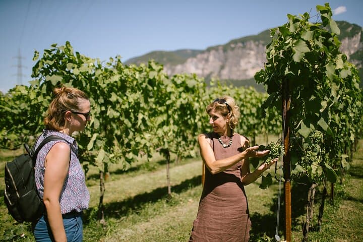 Teroldego Vineyards Tour and Wine Tasting in Mezzocorona — photo 1 of 13