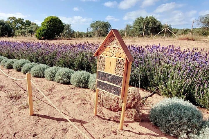 Explore Bee Garden in Guardia Grande Alghero — photo 1 of 9