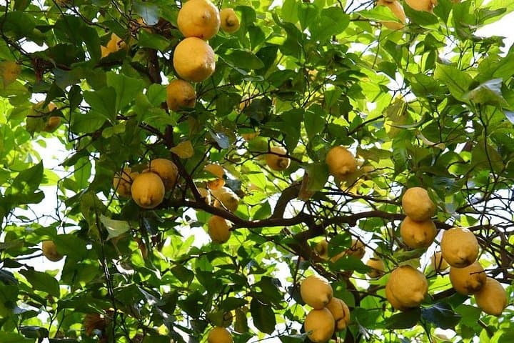 Sorrento: Farm Tour with Tasting and Picking — photo 1 of 12