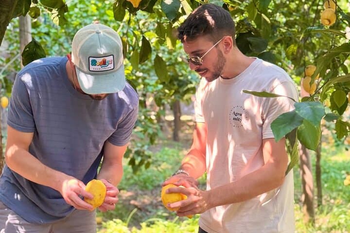 Sorrento: Lemon Grove Visit & Limoncello Tasting — photo 1 of 14