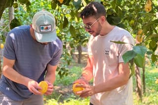 Sorrento: Lemon Grove Visit & Limoncello Tasting