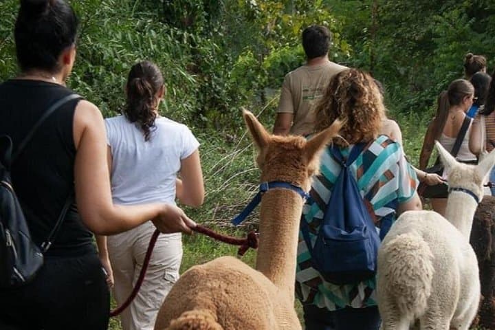 Walk with the Alpacas of Monviso in the green of Turin — photo 1 of 11