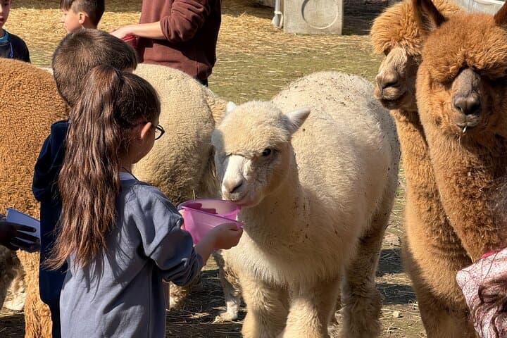 Meeting with the Alpacas of Monviso in the Educational Farm Turin — photo 1 of 9