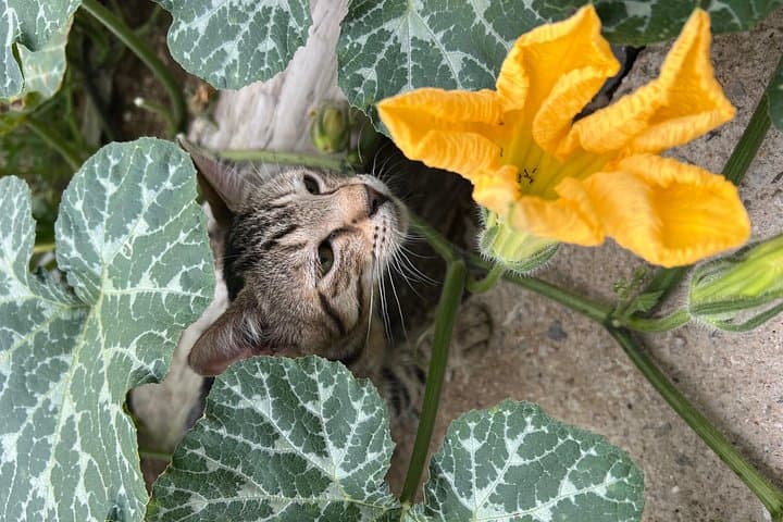 Private Cooking Class on the Path of the Lemons — photo 1 of 15