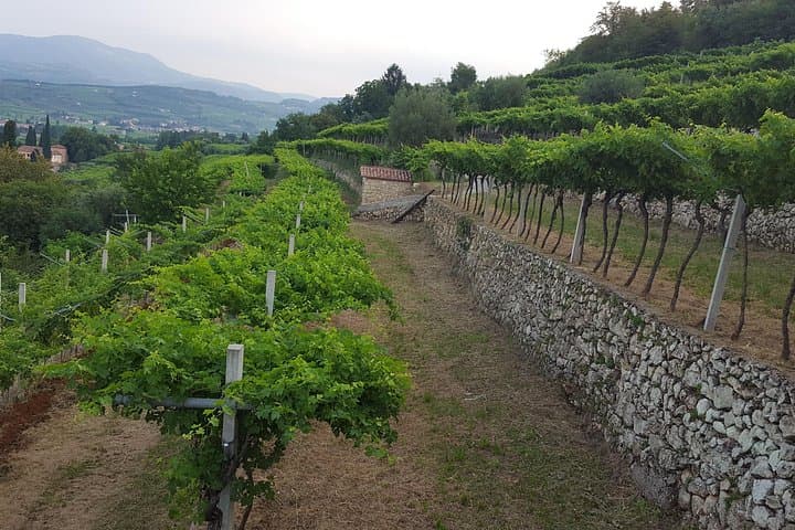 Walk in the historic Monte Olmi vineyard — photo 1 of 4