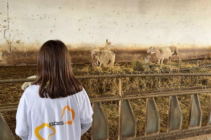 Visit A Dairy farm With Cheese Tasting in Villanova Monteleone — photo 1 of 13