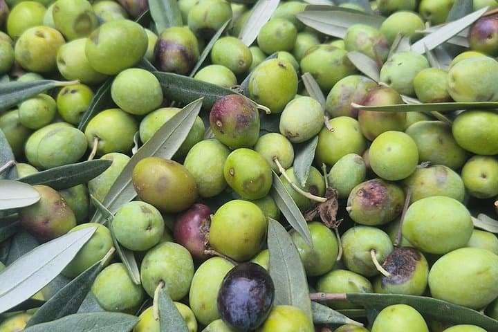 Olive oil tasting,lunch & wine tasting on the hills of Sorrento — photo 1 of 7