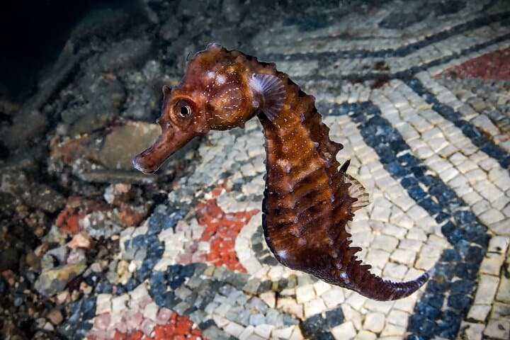 Double Dive Tour in Baia Submerged Park for Certified Divers — photo 1 of 5