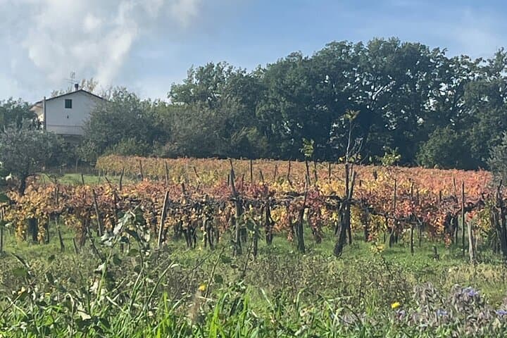 Irpinia Wine & Flavors Experience Private Tour from Sorrento — photo 1 of 24