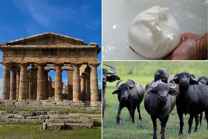 Paestum, Buffalo Mozzarella tasting & light lunch Private Tour — photo 1 of 6