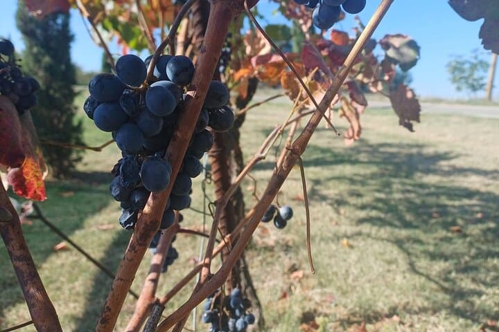 E-Bike & Wine Experience with Wine Tasting in the Cellar — photo 1 of 6