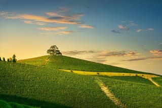 Private Barolo Wine Tour from Milan