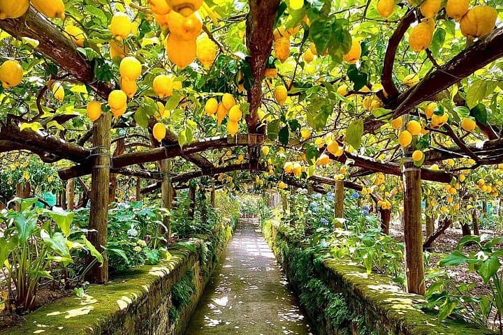 Sorrento Lemon Tour with Limoncello Making and Lunch — photo 1 of 15