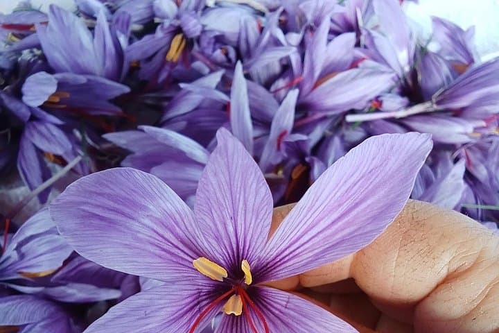 Discovering saffron a culinary journey in Tuscany — photo 1 of 5
