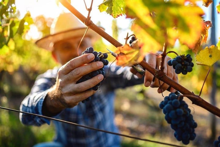 Luxury Wine Tasting in the evocative Itria Valley — photo 1 of 13