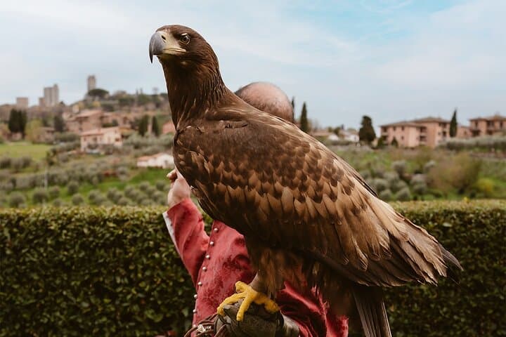 Wine and Falconry activities in San Gimignano — photo 1 of 5